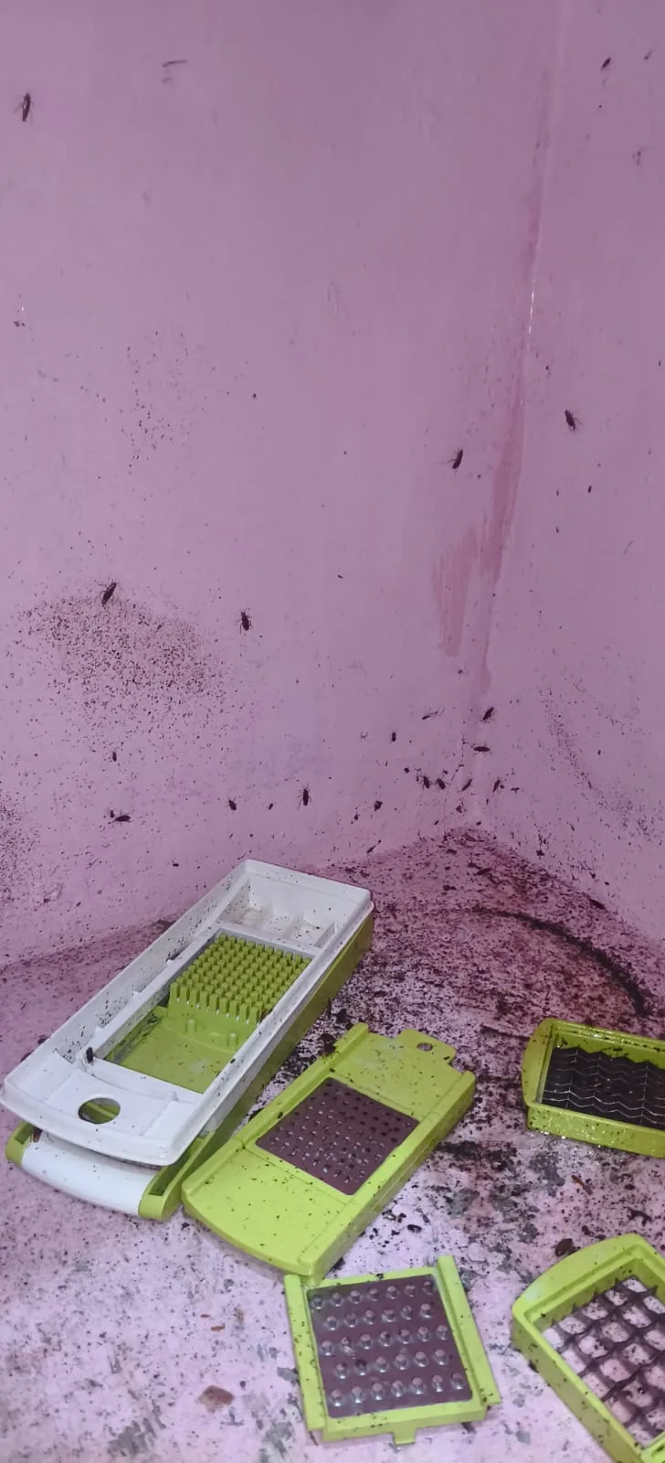 Pest control treatment result Bangalore
