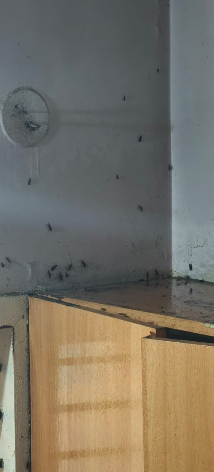 Pest control treatment result Bangalore
