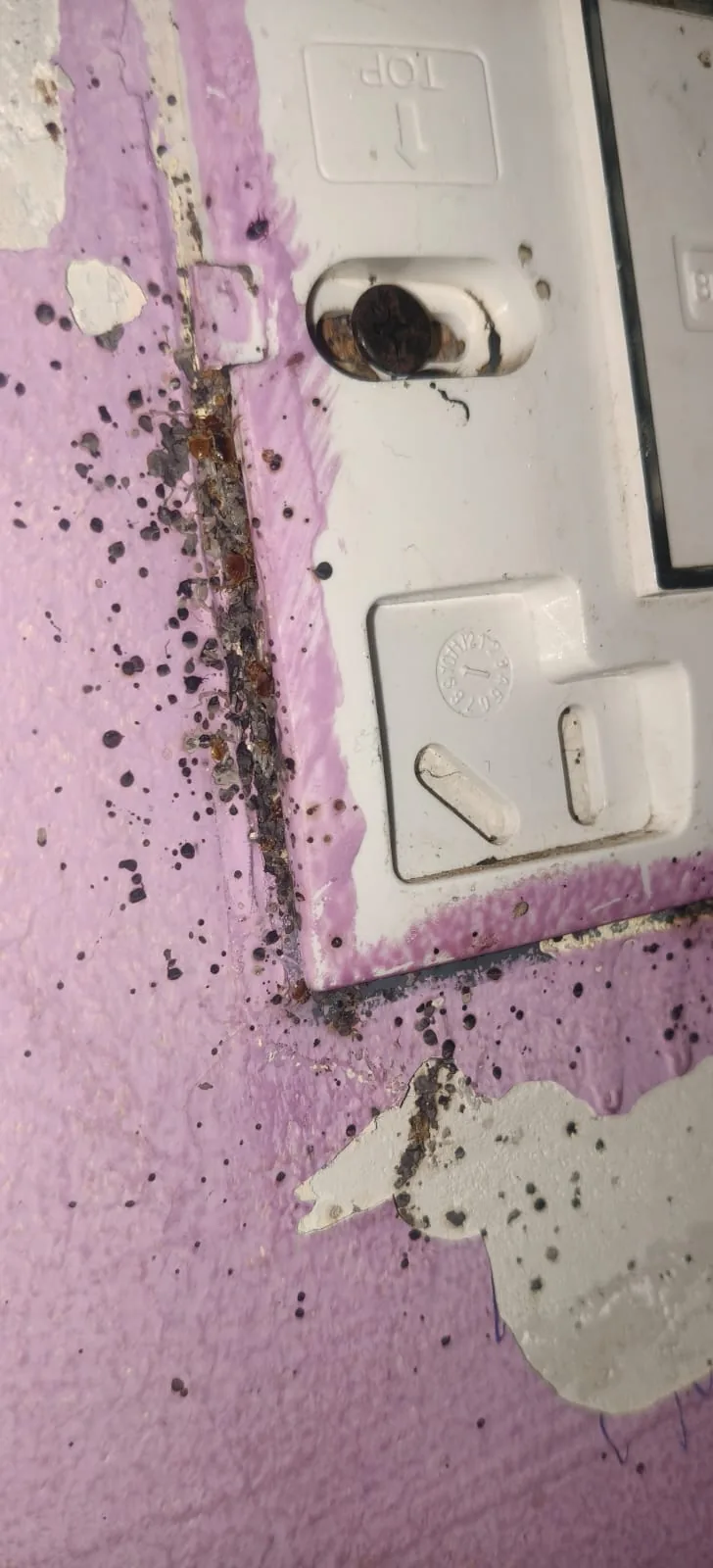 Pest control treatment result Bangalore