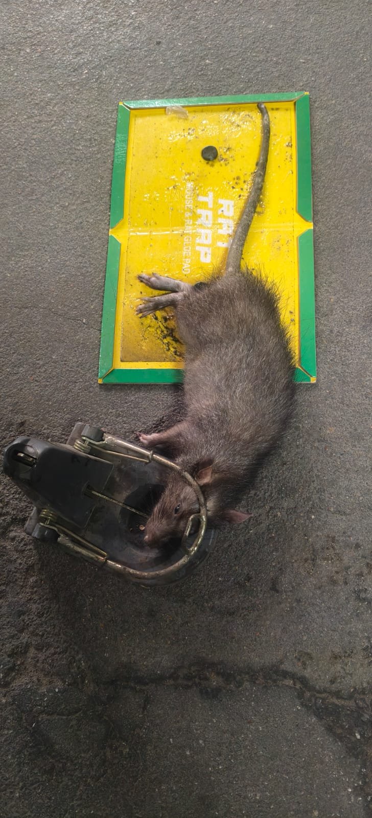 Pest control treatment result Bangalore