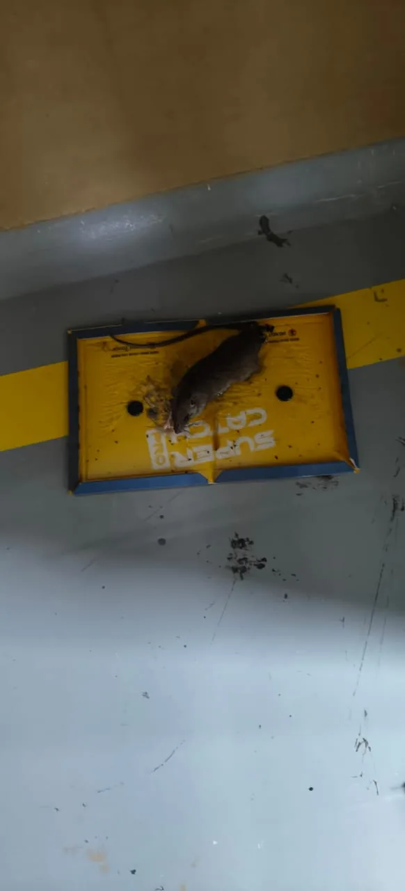Pest control treatment result Bangalore