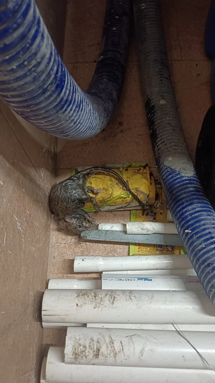 Pest control treatment result Bangalore