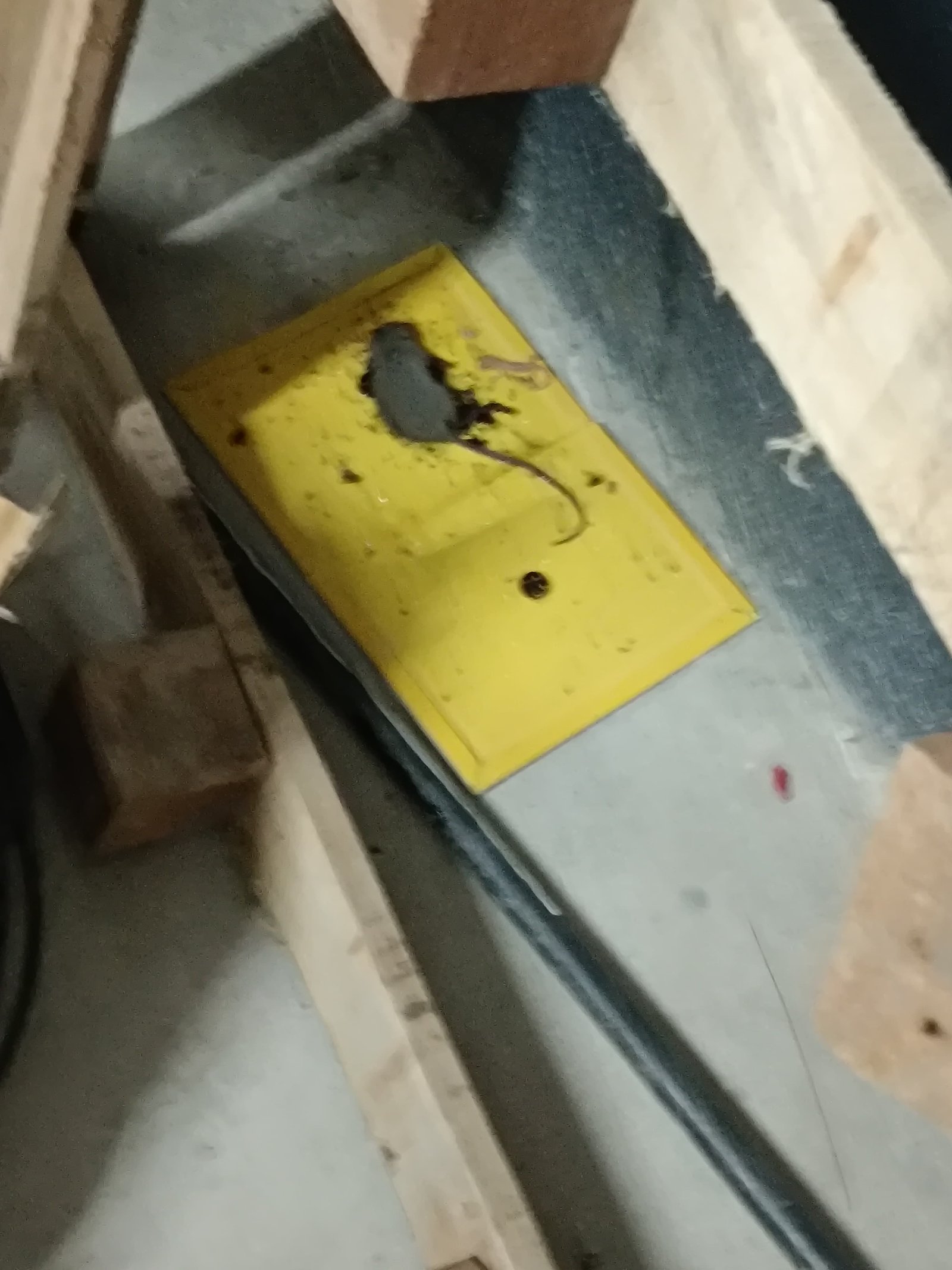 Pest control treatment result Bangalore