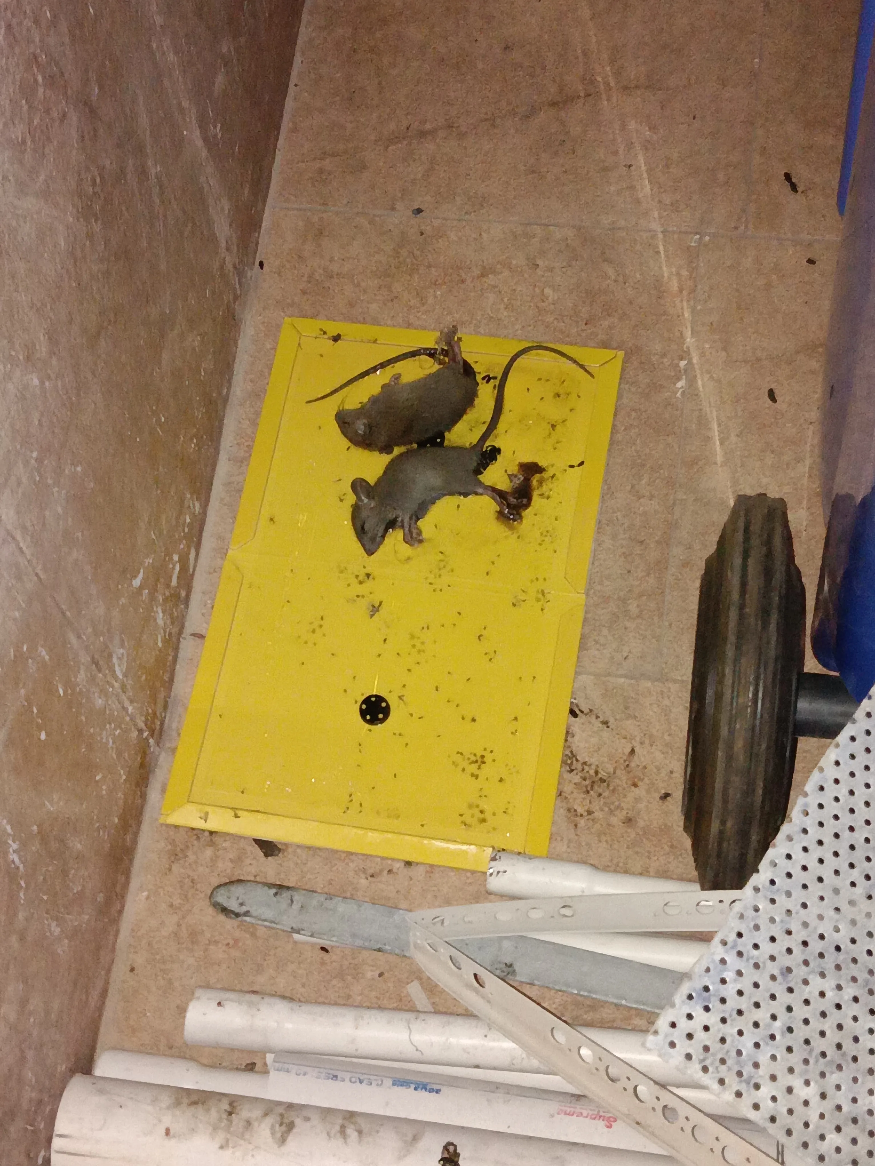 Pest control treatment result Bangalore